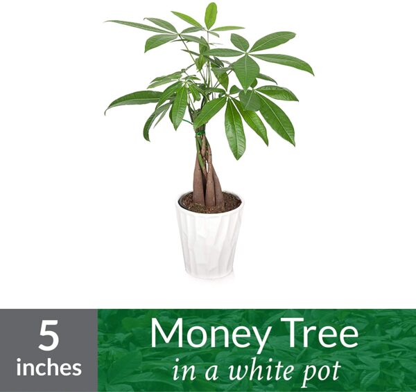 Just Add Ice JAI266 Money Tree, White Pot - Image 2