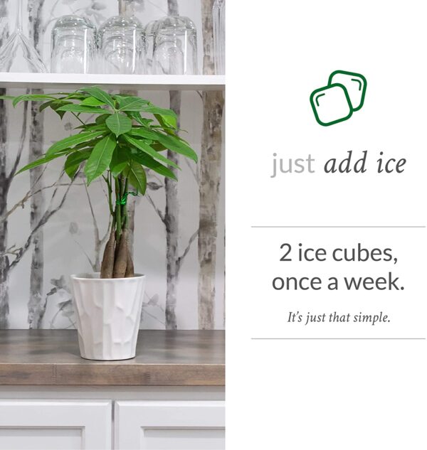 Just Add Ice JAI266 Money Tree, White Pot - Image 3