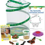 Insect Lore Butterfly Garden with Cup of Caterpillars - Plus Butterfly Life Cycle Stages