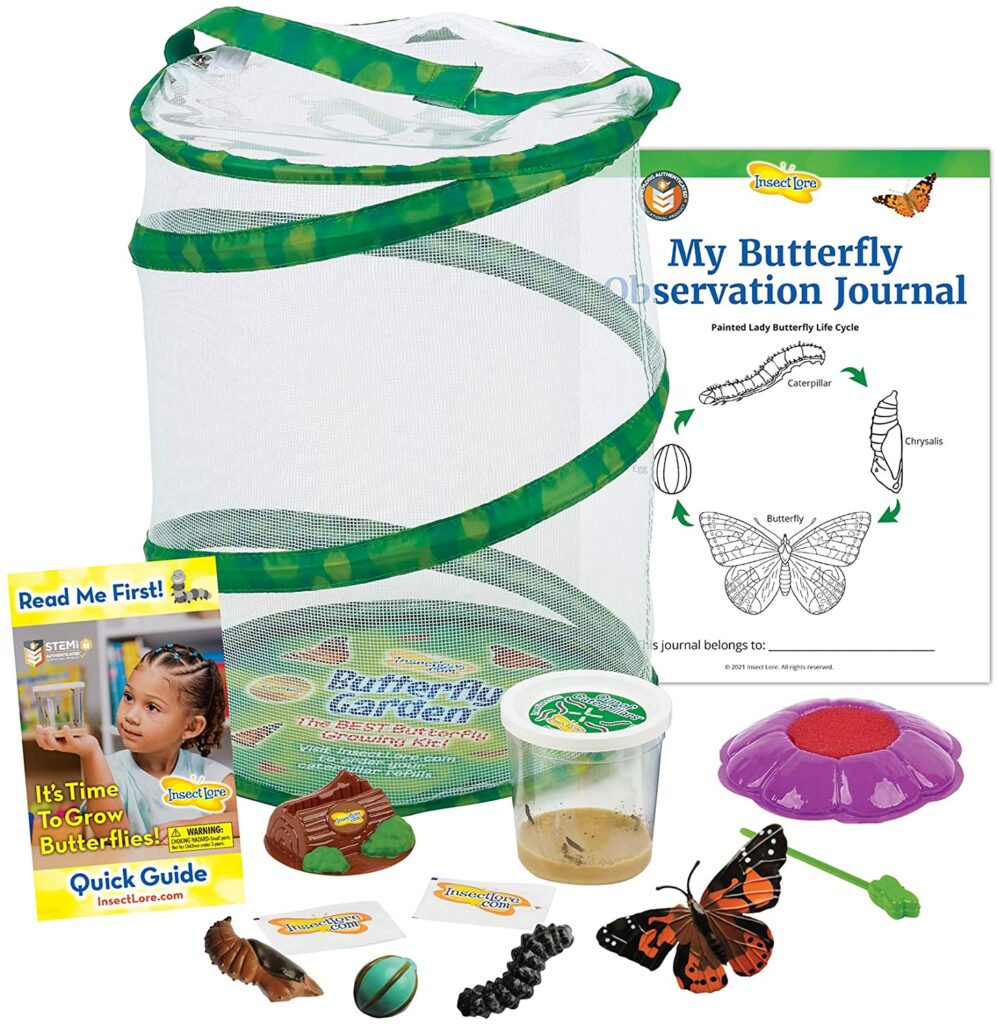 Insect Lore Butterfly Garden with Cup of Caterpillars - Plus Butterfly Life Cycle Stages