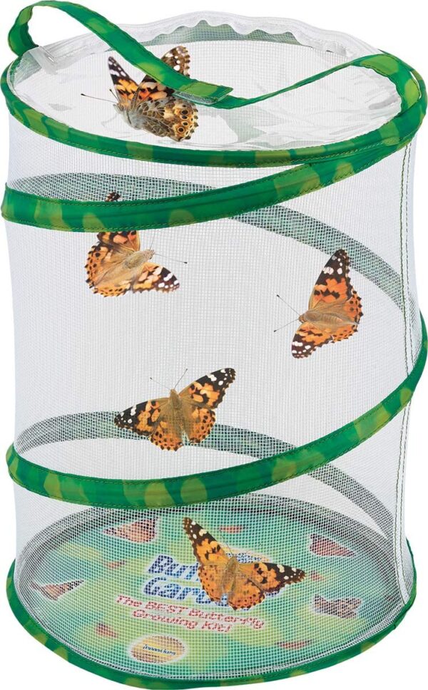 Insect Lore Butterfly Garden with Cup of Caterpillars - Plus Butterfly Life Cycle Stages - Image 4